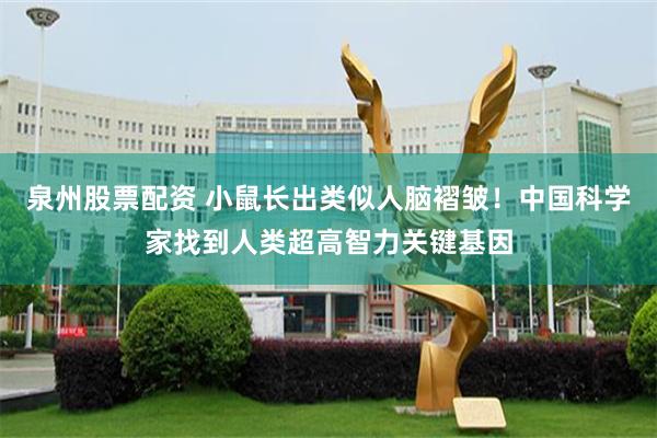 泉州股票配资 小鼠长出类似人脑褶皱！中国科学家找到人类超高智力关键基因